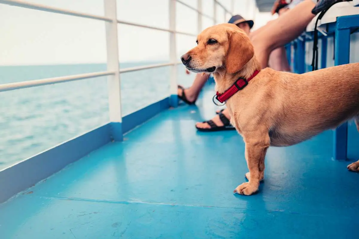 Regole per viaggiare in traghetto con il cane