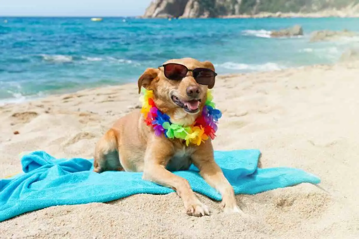 Guida per portare il cane in vacanza