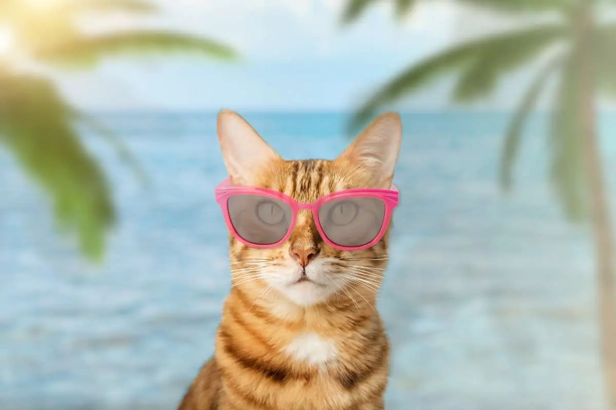 Guida per portare il gatto in vacanza