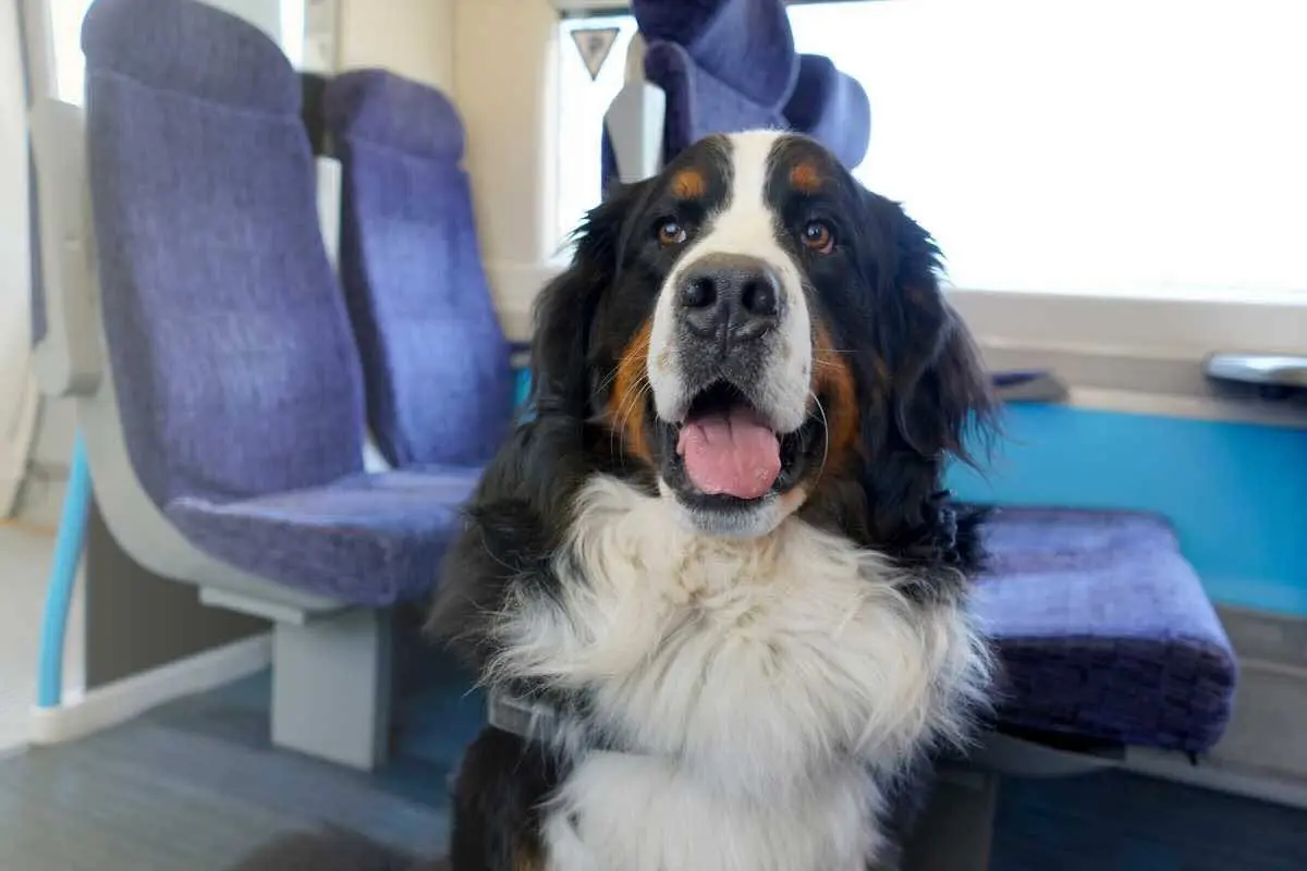 Regole per portare gli animali in treno 