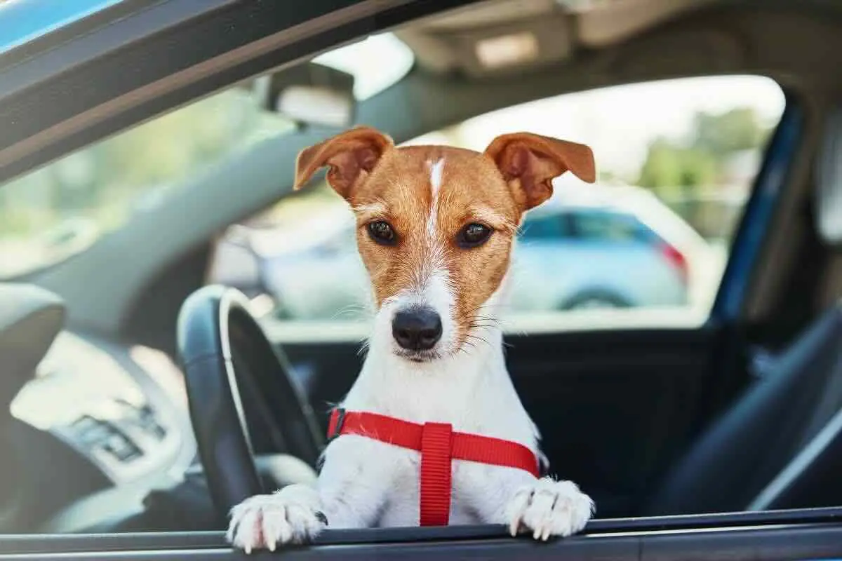 Buone norme per viaggiare con il cane
