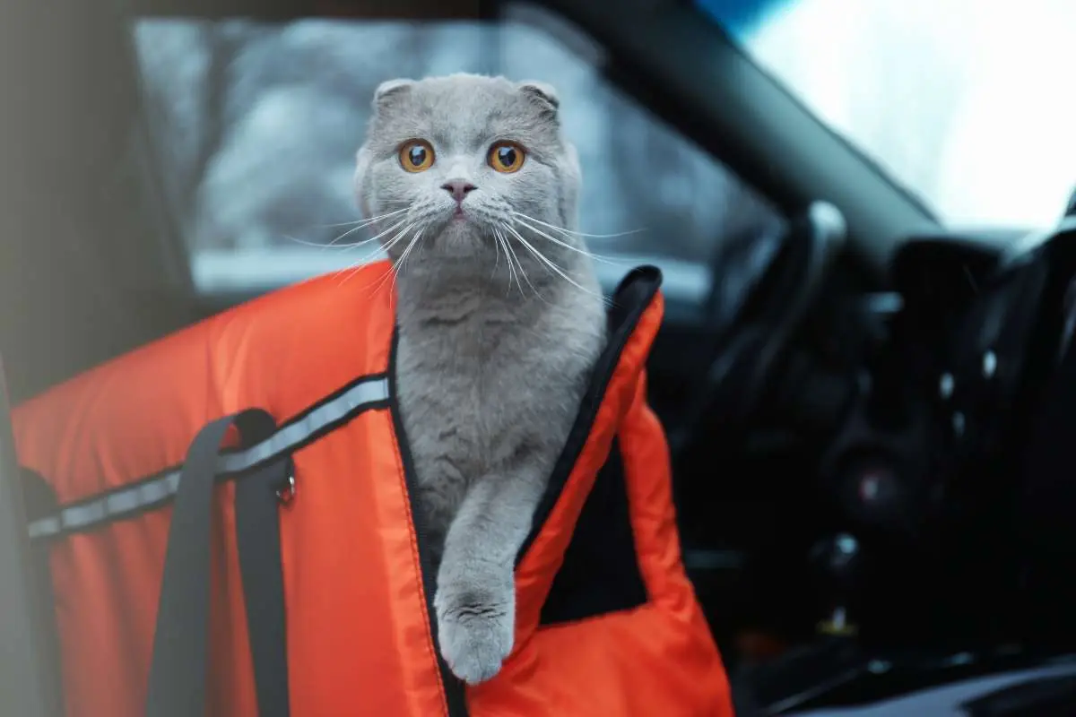 Regole per viaggiare con il gatto