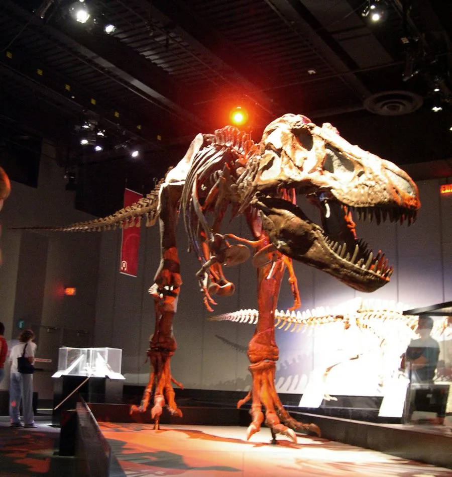 Scheletro di dinosauro esposto al Royal Tyrrell Museum