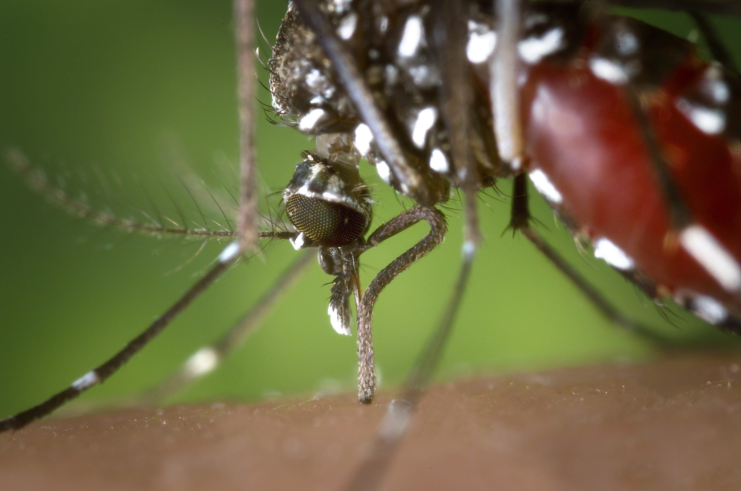 Zanzara tigre Aedes albopictus mentre punge la pelle umana