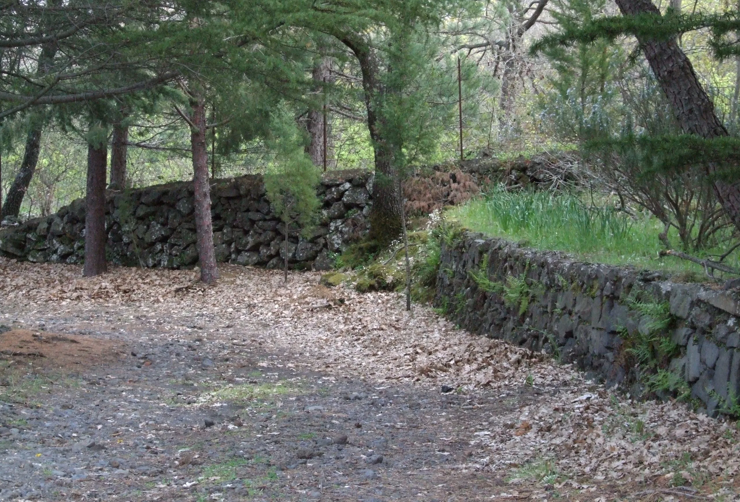 Area boschiva di Linguaglossa alle pendici dell'Etna