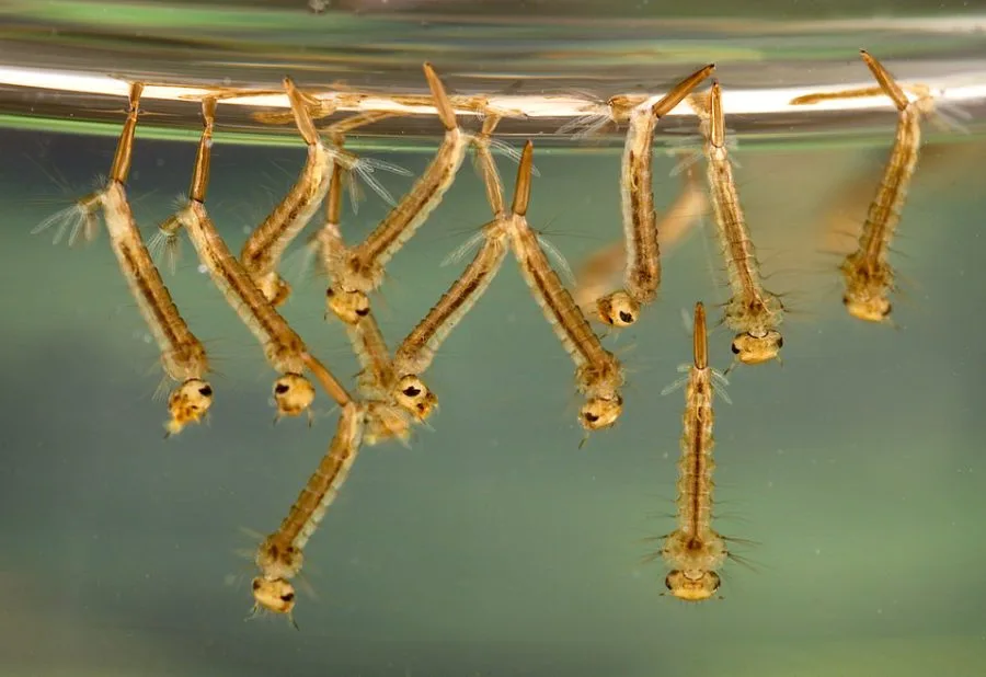 Larve di zanzara Culex in acqua stagnante, contesto di prevenzione della West Nile