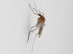 Zanzara Culex pipiens