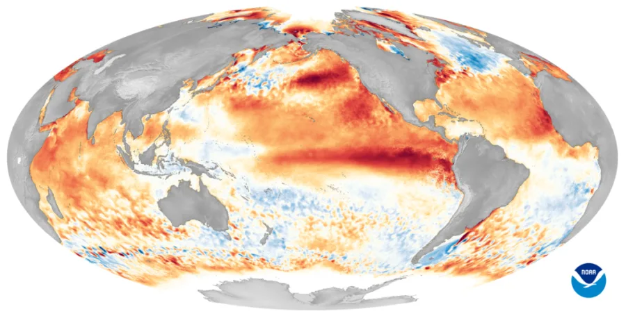 Mappa NOAA delle anomalie di temperatura superficiale del mare durante un forte El Nino