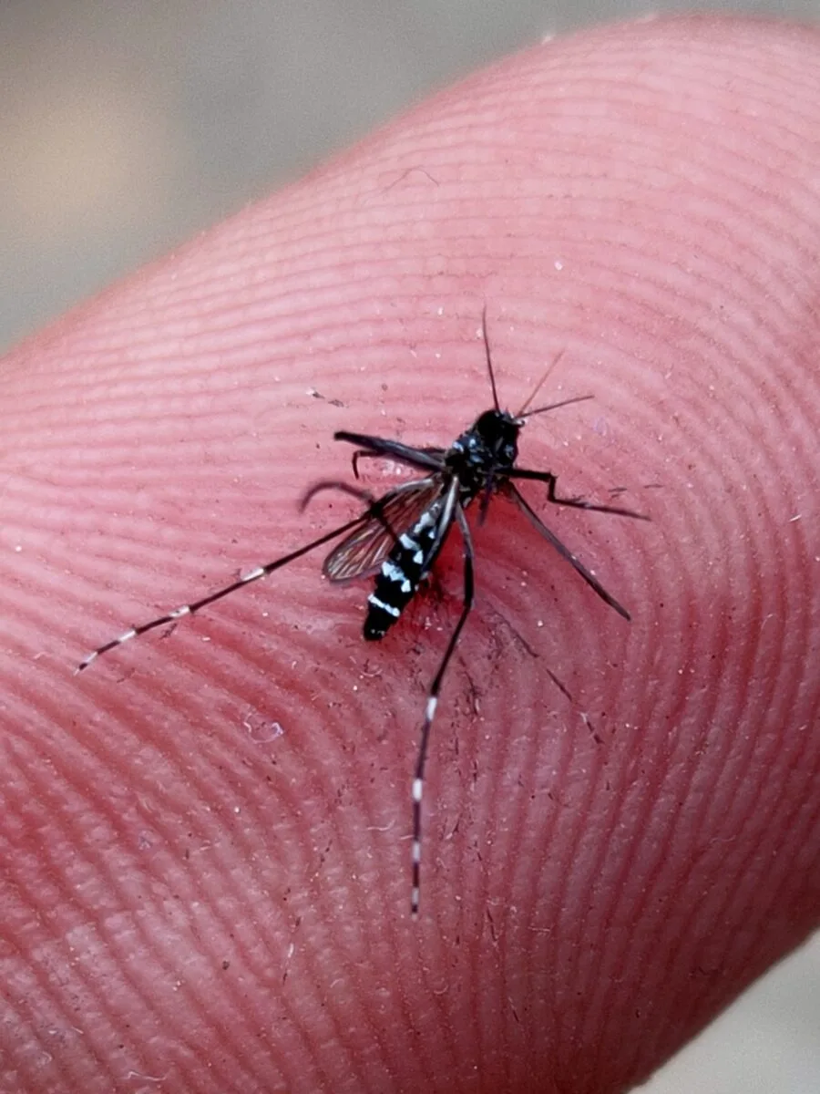 Aedes aegypti, zanzara associata alla trasmissione della dengue
