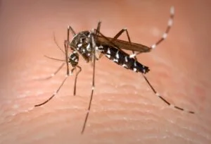 Zanzara tigre Aedes albopictus