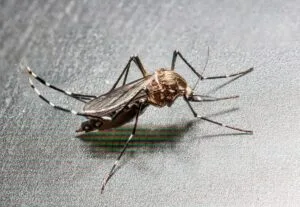 Zanzara tigre Aedes albopictus