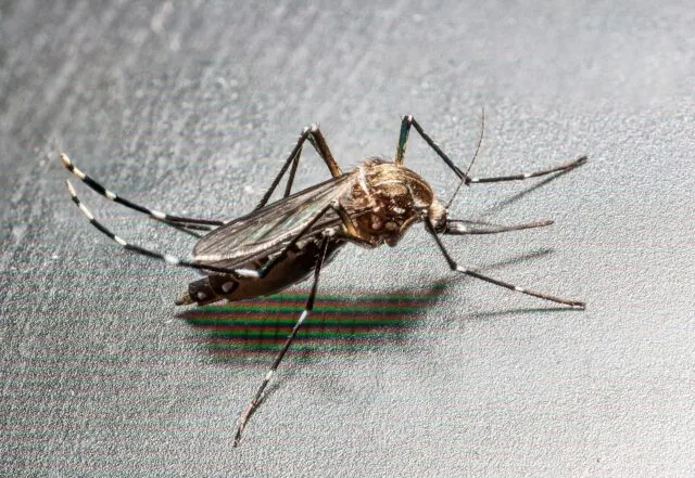 Zanzara tigre Aedes albopictus