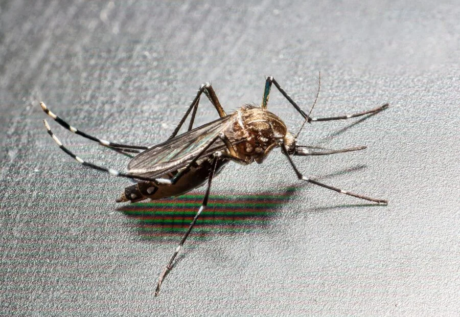 Zanzara tigre Aedes albopictus, vettore che puo' trasmettere virus come dengue e chikungunya