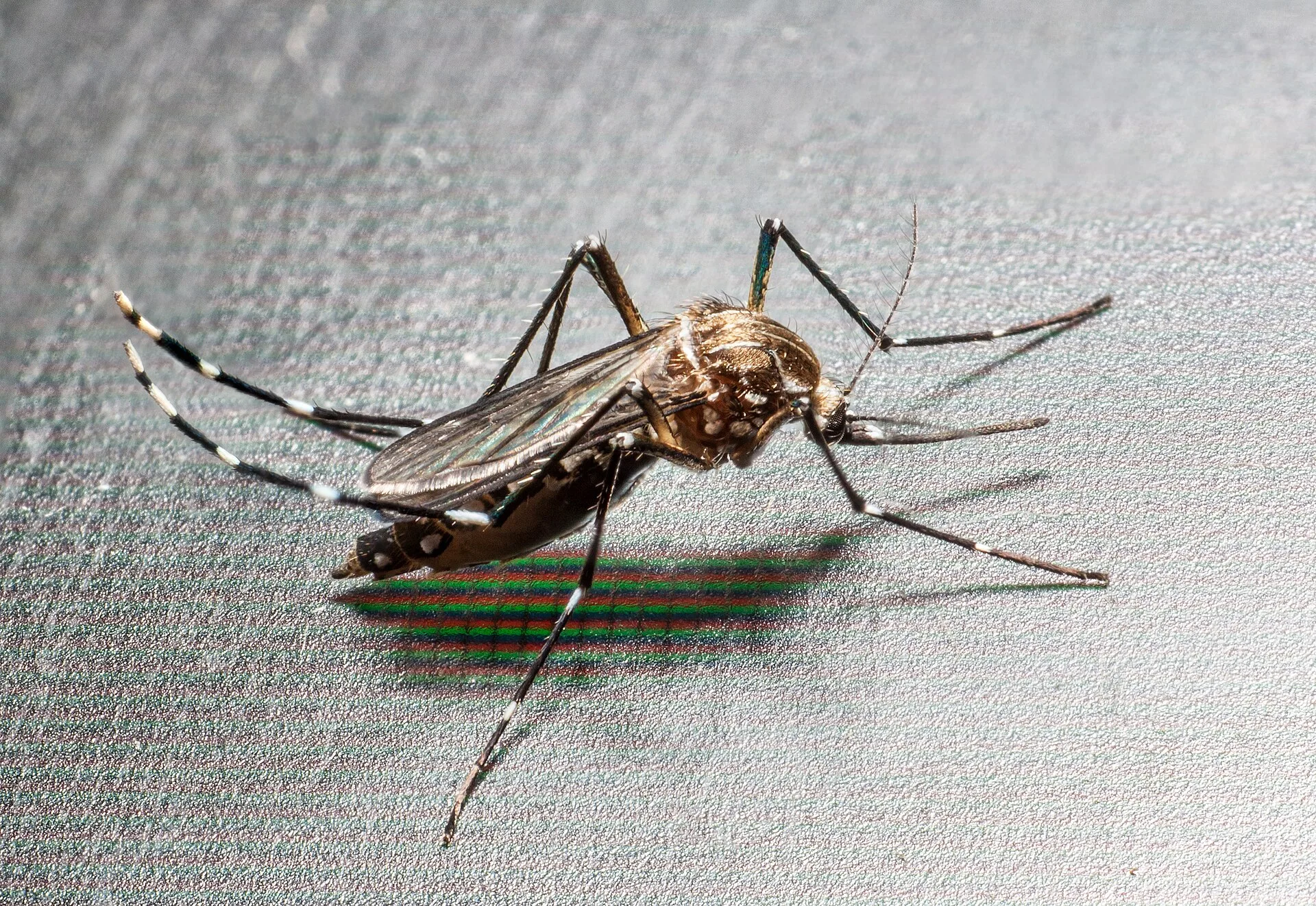 Zanzara tigre Aedes albopictus, vettore che puo' trasmettere virus come dengue e chikungunya