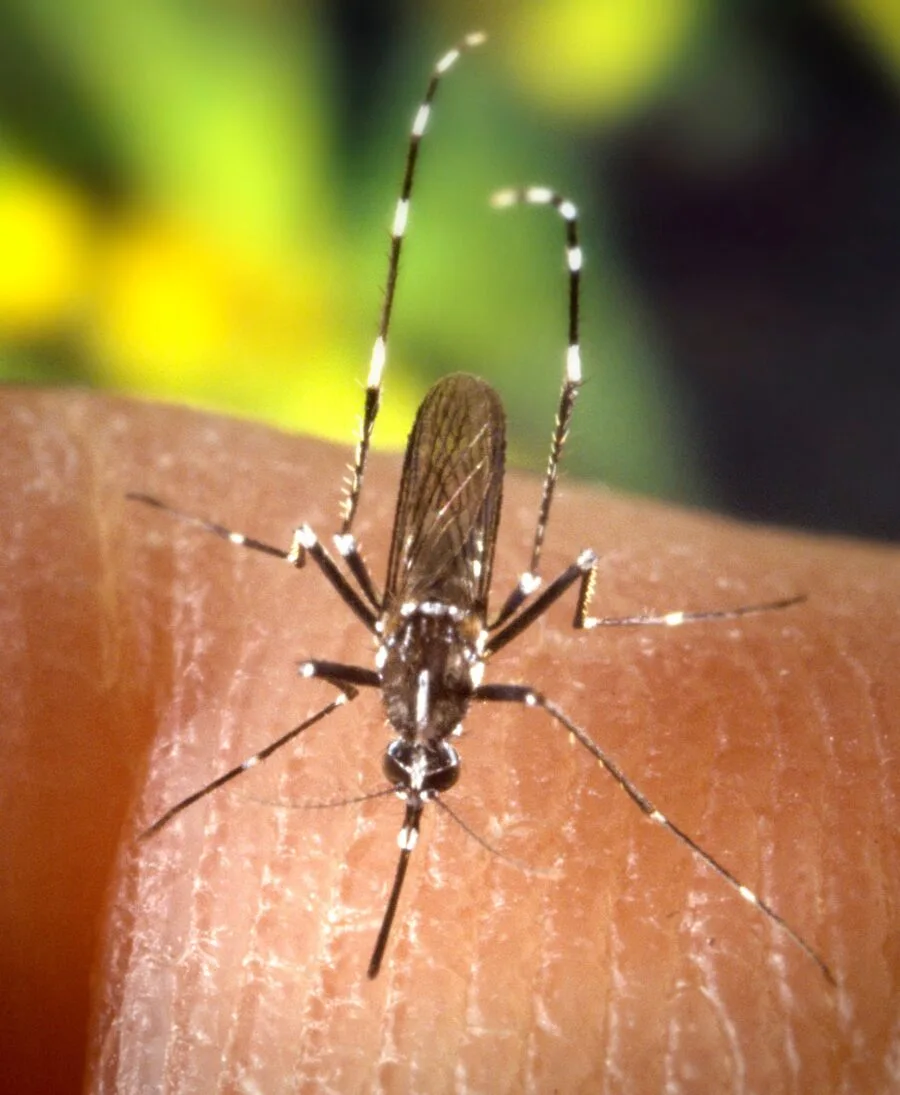 Esemplare di Aedes albopictus con la caratteristica striscia bianca dorsale