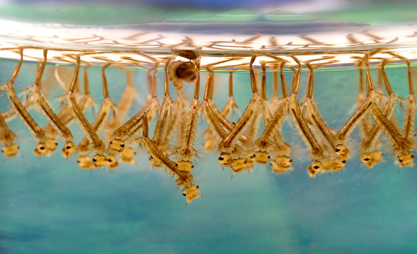 Larve di zanzare Culex raccolte in acqua stagnante