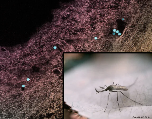 Zanzara Culex e particelle di virus West Nile
