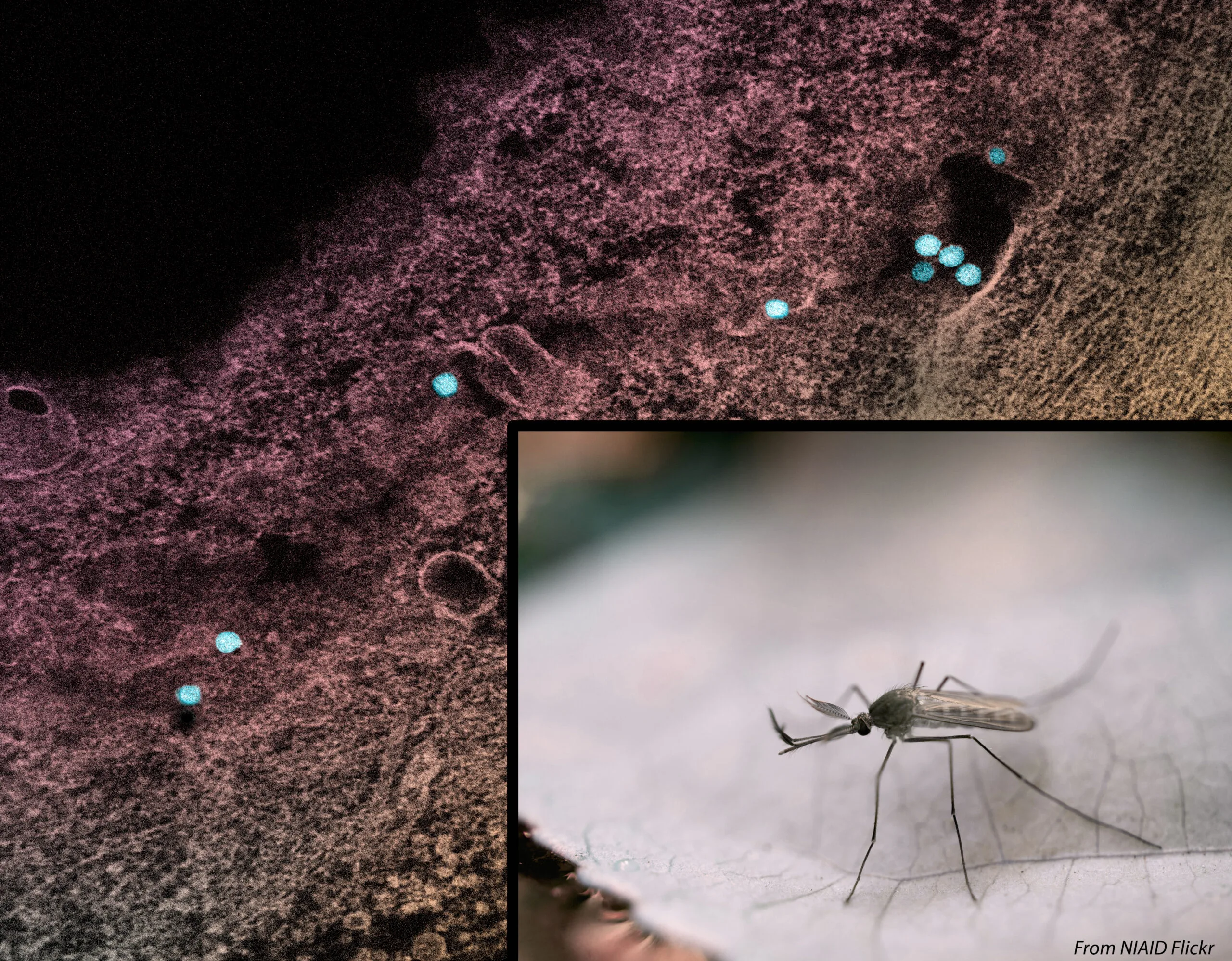 Zanzara Culex accanto a una micrografia del virus West Nile