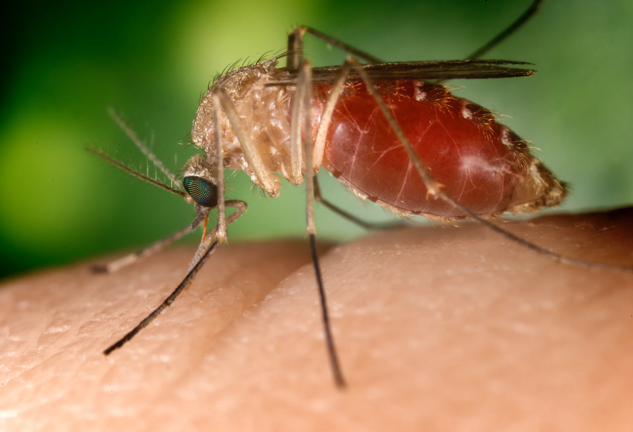 Zanzara Culex quinquefasciatus, vettore associato al virus West Nile