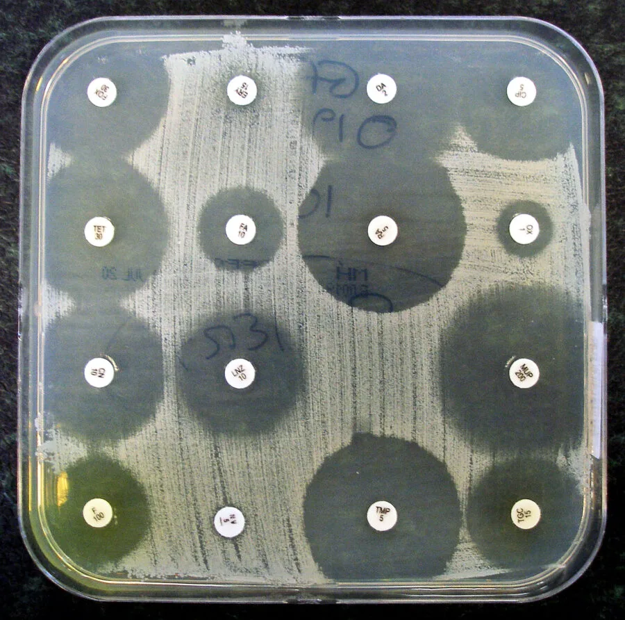 Piastra di laboratorio per testare la sensibilita agli antibiotici