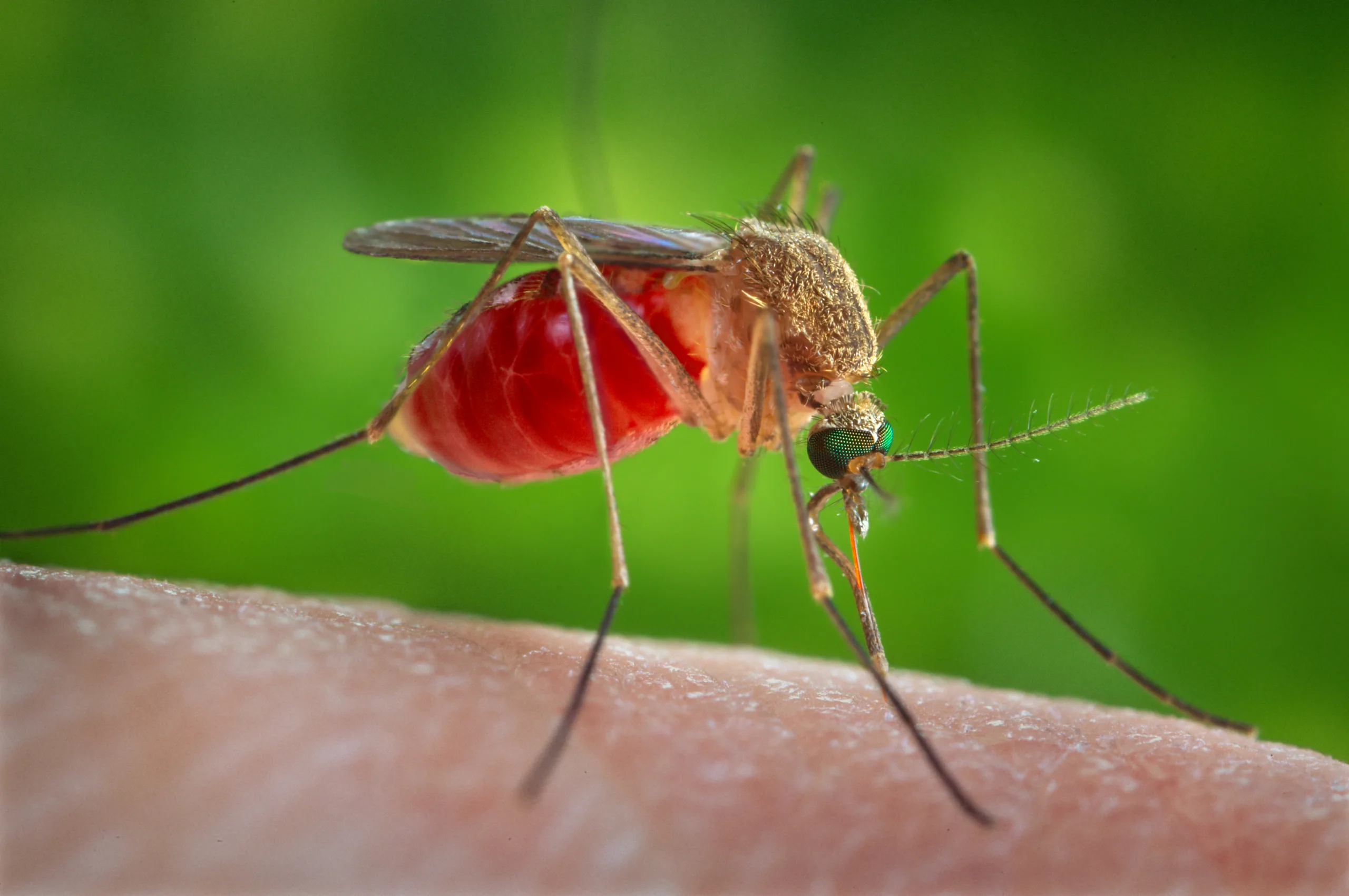 Zanzara Culex quinquefasciatus mentre punge, vettore collegato al West Nile virus