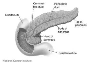 Pancreas e organi vicini, illustrazione NCI