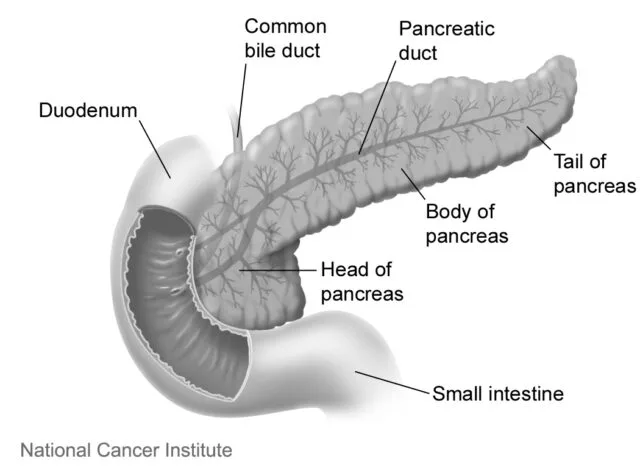 Pancreas e organi vicini, illustrazione NCI