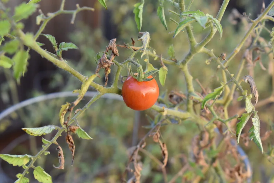Pomodoro rosso su una pianta di pomodoro