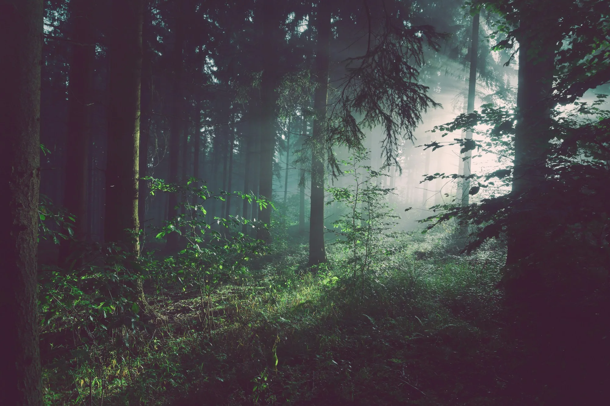 Raggi di luce attraversano gli alberi e il sottobosco in una foresta