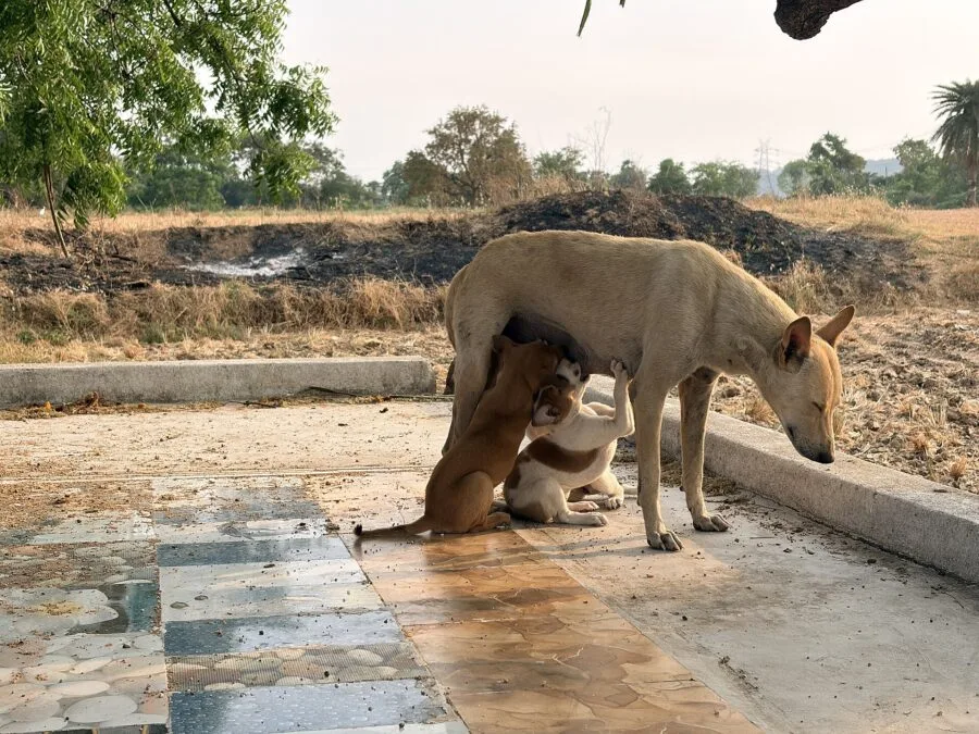 Una cagna allatta i suoi cuccioli in un villaggio