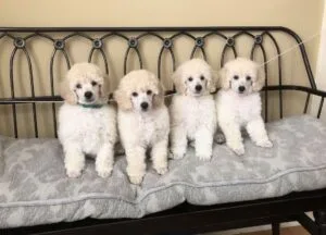 Cuccioli di barboncino di otto settimane