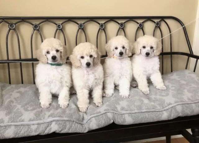 Cuccioli di barboncino di otto settimane