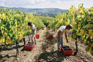 Lavoratori durante la vendemmia a Volpaia, immagine d’archivio