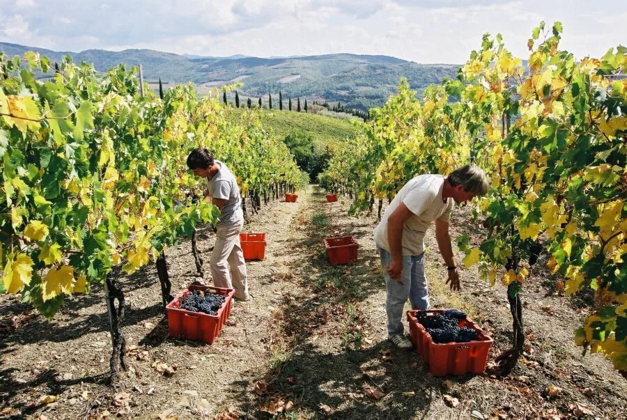 Due uomini raccolgono uva Sangiovese tra i filari di un vigneto a Volpaia